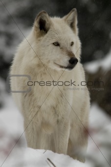 Gray Wolf watching in snow