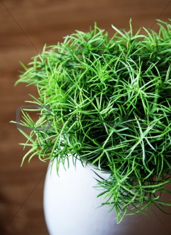 green plant in white vase