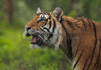 Stalking Siberian Tiger