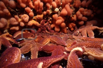 Common Starfish 