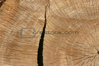 Close up on a Tree Trunk