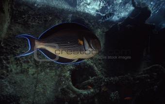 Red Sea surgeonfish