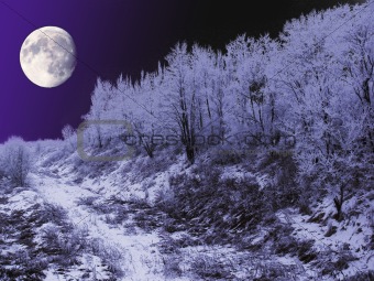 Winter Moonlight