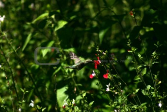 Hummingbird at a Flower
