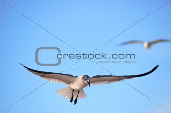 Seagull landing