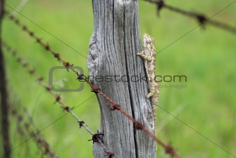 Chameleon behind barbed wire