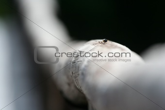 Insect on a wooden bridge