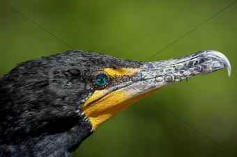Double crested cormorant 