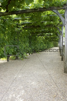 Pathway through grapevine covered pergola