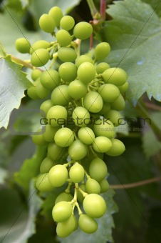 Grapes hanging off vine