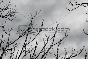 branches on grey