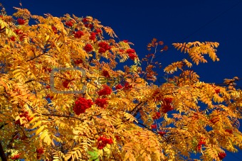 Autumn rowan-tree 