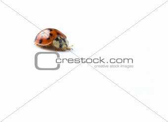 ladybug front, isolated on white background
