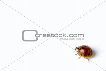 ladybug crawling