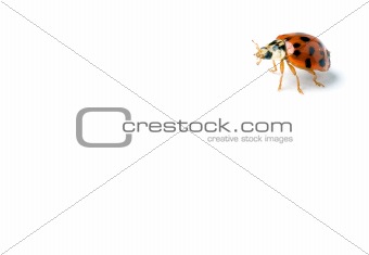 ladybug standing