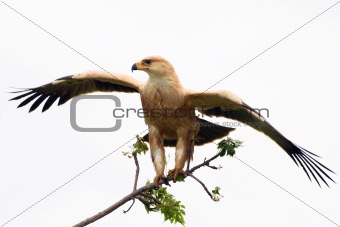 Pale Morph Tawney Eagle