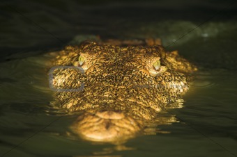 Close up of a crocodile in the water