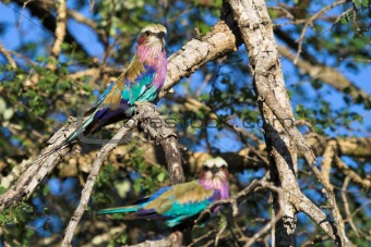 Lilac breasted roller pair