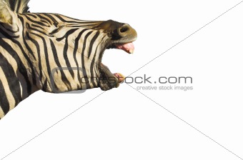 Zebra Yawn isolated