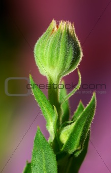 Bud of a flower