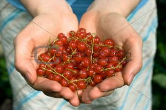 hands full of red currant berries