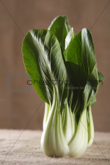 chinese cabbage bok choy pak-choi on rustic brown background
