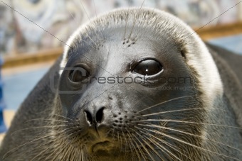 Seal a close up