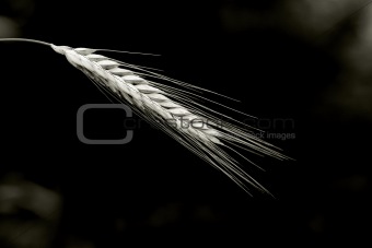 wheat corns