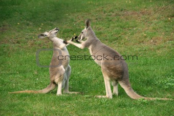 kangaroo boxing