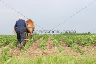 Belarus farmer