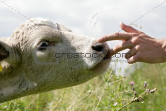 cow licking finger