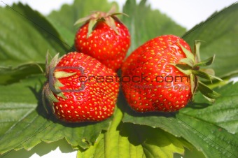 Three berries of  strawberry