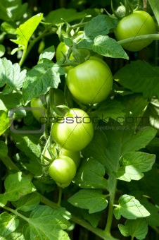 tomato plant in the gerden