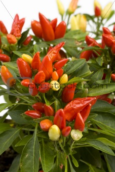 red hot chili pepper tree