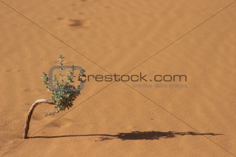 Desert bonsai