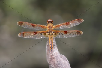 Painted Skimmer Dragonfly (Libellula semifasciata)