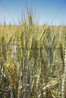 Summer wheat