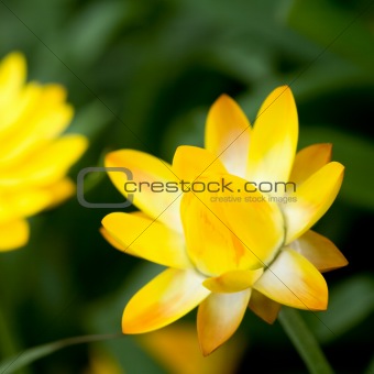 Helichrysum 'Sunshine' flower