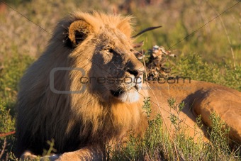 Male Lion resting in the afternoon sun