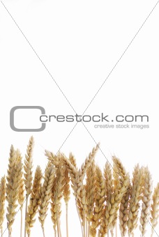 Wheat base