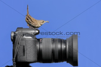 Bird On A Camera