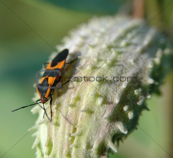 Black and Orange Beetle