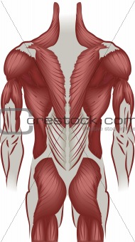 Illustration of the muscles of the back