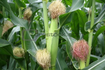 Corn on Stalks