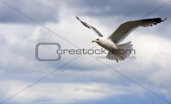 Seagull hovering in the sky