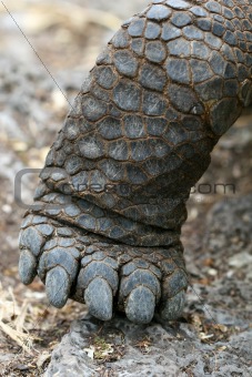 Close Up Tortoise Foot
