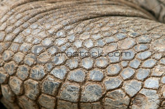 Giant Galapagos Tortoise Skin