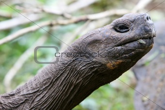 Close up Giant Galapagos Tortoise