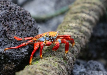 sally lightfoot crab eating