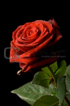 Red rose with drops of water on black background